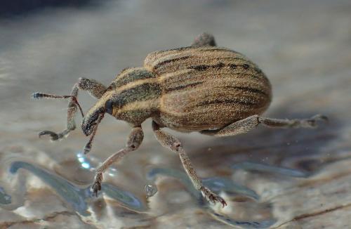 Réf. 208 818 : Hypera arator